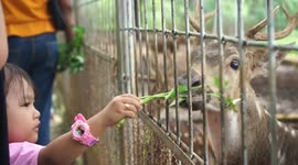 Enjoying the 2023 New Year's Holiday at the Spotted Deer Enclosure