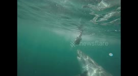Cape fur seal and great white shark interaction, around a shark cage boat
