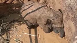 Trapped elephant heroically rescued by villagers in India