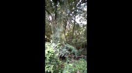 Lush vegetation, wild plants and peaceful nature scenery in Mbobela Mpumalanga South Africa