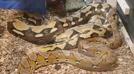 Native to the jungles and grassy marshes of Southeast Asia, Burmese pythons are among the largest snakes on Earth