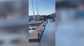 New video reveals an adventurous walrus has found a new home on his journey along the British coastline