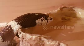 Kingsnakes are native to North America, where they are found all over the United States and into Mexico. This genus has adapted to a wide variety of habitats, including tropical forests, shrublands, and deserts