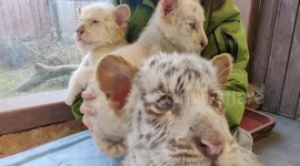 Rare snow white tiger triplets born in eastern China taking country's total to 9