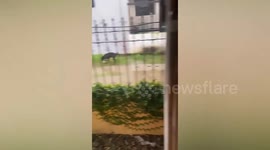 Clever student in formal attire wears trash bag around legs to cross flooded street
