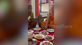 Wild macaque joins Buddhist monks at temple to pray and feast on offerings in Thailand
