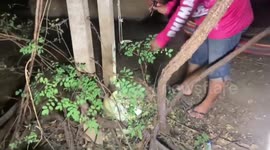 Frightened kitten tangled in barbed wire rescued in Thailand