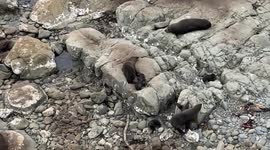 Hundred and hundred of fur seals were seen on the beach near Kaikoura, New Zealand