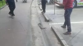 Rescue team catches wild cobra stuck in mouse trap