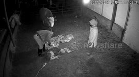 Cow 'kisses' owner who helped her give birth