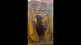 Adorable highland gets treated to a soothing 'pedicure' session (vet check)