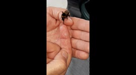 Exhausted Bee rescued drinking sugar and water from my hand with it's proboscis.