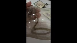 I caught a snake with bottle i locked him into the bottle for 30 minute and then i free the snake in the bushes far from city