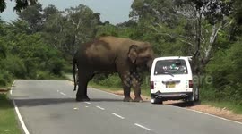 Scary scene shows elephant attacking van filled with people