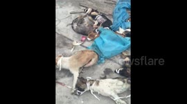 Injured dogs discarded on rooftop after medical school experiments