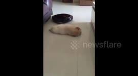 Stubborn dog refuses to make way for robot cleaner