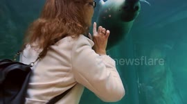 Zoo visitors interact with playful seal