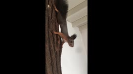 Kumi and Yoko my intrepid squirrels on their tree ! 