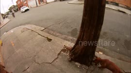 3 Dogs Riding A Bicycle