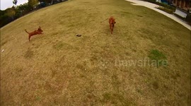 Puppy Chasing Retractable Leash