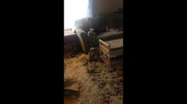 Dogs VS. feather filled pillow