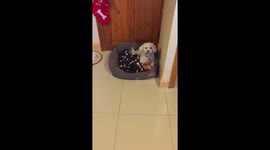 Millie loves her drives