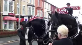 christmas dray horses2