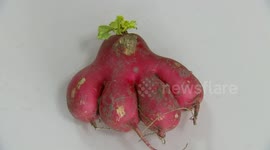 Strange radish grows in shape like bear paw