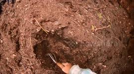 Digging Worms With My Puppy