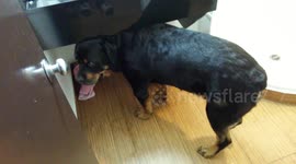 Rottweiler Takes Shower with Pekingese