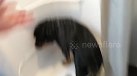 Rottweiler Takes Shower with Pekingese