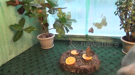 Giant butterflies [HD]