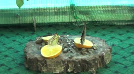 Three beautiful butterflies, one of them born disabled