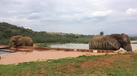Elephants visit holiday lodge pool in Africa and take a drink