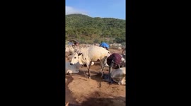 Sudanese tribe bathes hair in cow urine