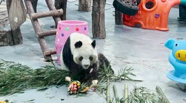 Four adorable pandas celebrate New Year with fruit and snacks