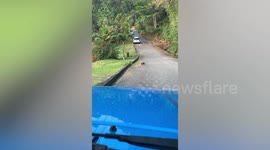 Opossum mum carries babies on her back while crossing the road