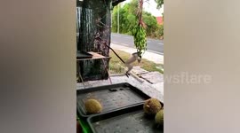 Cheeky wild monkey steals vegetables from shop in Malaysia