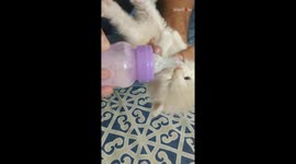 Kitten owner shares precious clip of his hungry pet enjoying drinking milk from bottle