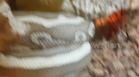 Python Snake had white bands on and it's a unique skin pattern it had