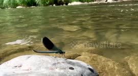 Slow motion dragonfly flying over the Clearwater mountain river