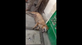 Panting dog gets rescued from burning house in Philippines