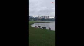 Naughty little dog pushes entire herd of capybaras into water