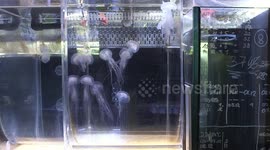 Austria's zoo becomes first in Europe to breed luminous jellyfish