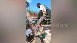 Creative pensioner climbs coconut tree using makeshift clamps