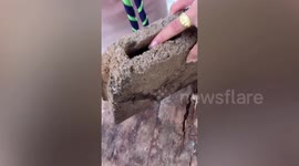 Teachers rescue newborn puppy that crawled into hollow block