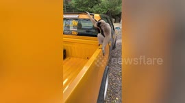 Wild monkey takes over tourist's truck and makes funny whooping sounds