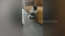 Hilarious scene as short-legged dog struggles to climb on to sofa in Quezon City, Philippines