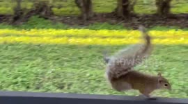 Operation Squirrel Rescue: Amusement as animal charges repeatedly into screen beside open door