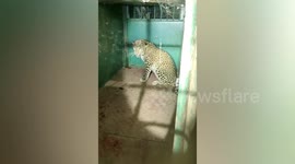 Angry and distressed leopard rescued from villager's home in southern India